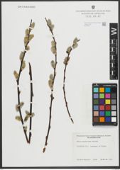 Foto von Salix scouleriana Barratt ex Hook.